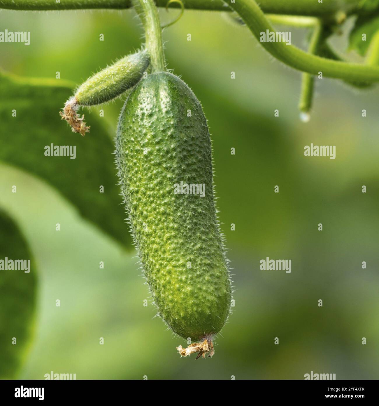 Organische Gurken wachsen im Gewächshaus auf landwirtschaftlichen Betrieb vor der Ernte in sonniger Tag. Sommer natürliche Frische eco Gemüse Stockfoto