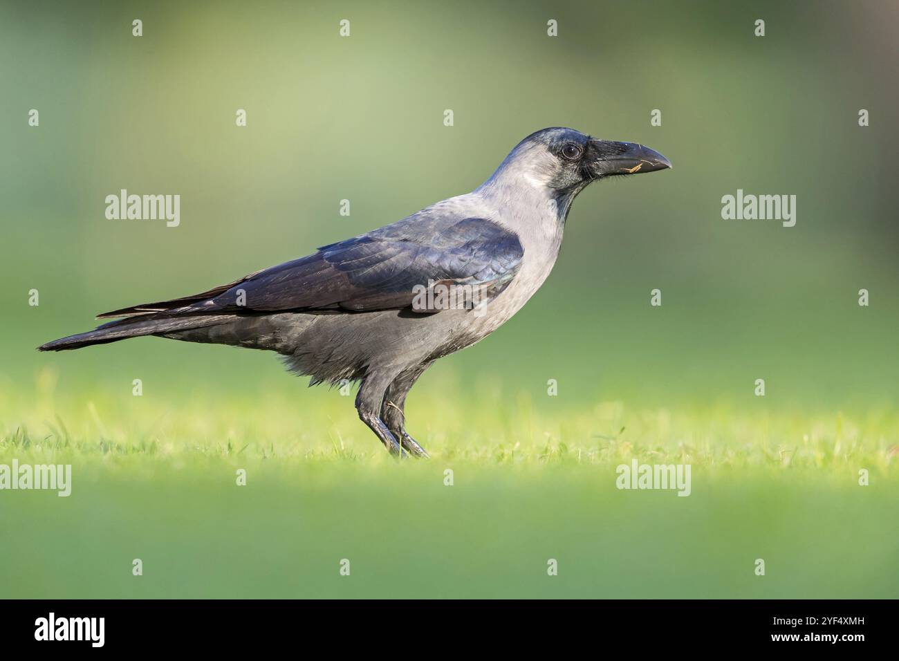 Hochglanzkrähe (Corvus splendens), Allesfresser, Gattung von Raben und Krähen, Korviden, Al Qurm Park, Muscat, Oman, Asien Stockfoto