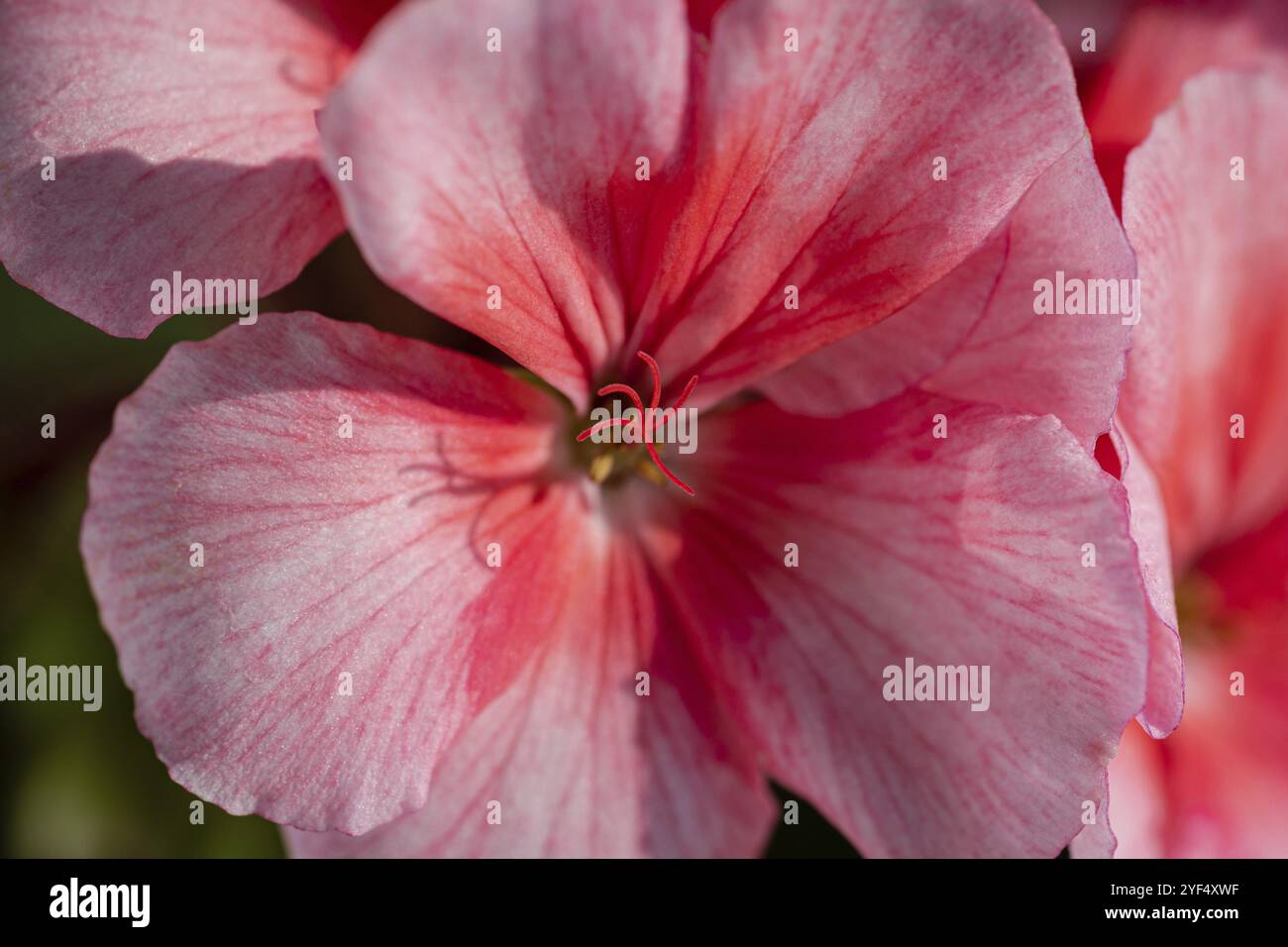 Blütenblätter Pelargonium zonale Willd. Makrofotografie schöne rosa Blütenblätter, wodurch ein angenehmes Gefühl von Anzeigen von Fotos. Weiche, selectiv Stockfoto