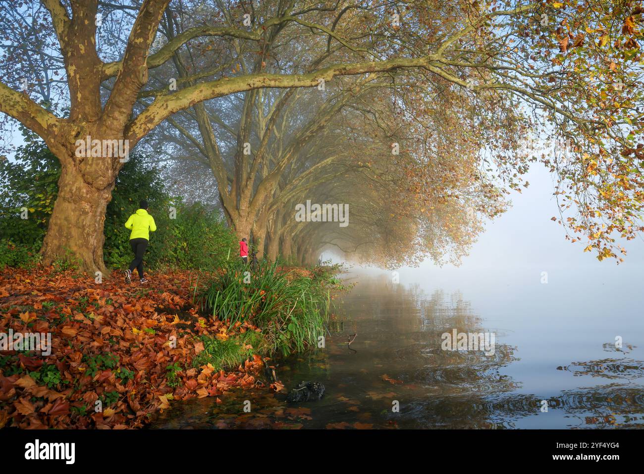 Essen, Nordrhein-Westfalen, Deutschland - Goldener Herbst am Baldeney-See. Radfahrer und Jogger im Morgennebel auf dem Seeweg unter dem Flugzeug Stockfoto