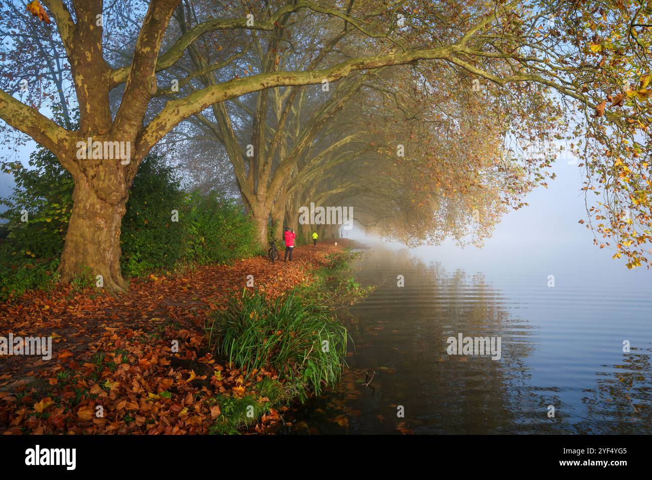 Essen, Nordrhein-Westfalen, Deutschland - Goldener Herbst am Baldeney-See. Radfahrer und Jogger im Morgennebel auf dem Seeweg unter dem Flugzeug Stockfoto