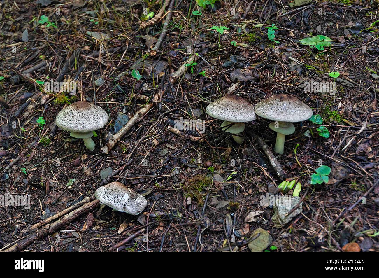 Nahaufnahme von wilden Pilzen, die auf dem Waldboden wachsen. Die Erdtöne der Pilze fügen sich harmonisch in die Braun- und Grüntöne der Umgebung ein Stockfoto
