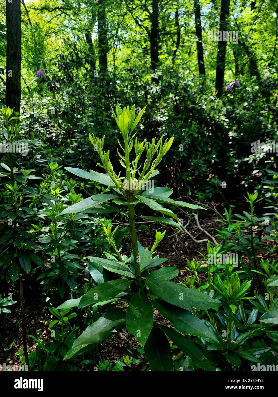 Nahaufnahme des japanischen Werks - Smartphone-aufgenommenes Stockfoto