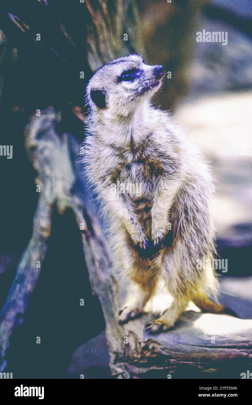 Erdmännchen stehen und beobachten Stockfoto