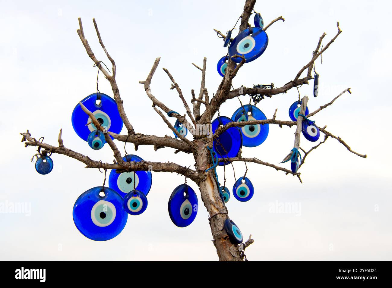 Traditionelles türkisches Amulett Evil Eye oder Blue Eye (Nazar boncugu) beim Baumbrunch. Traditionelles türkisches Amulett und Souvenir. Stockfoto