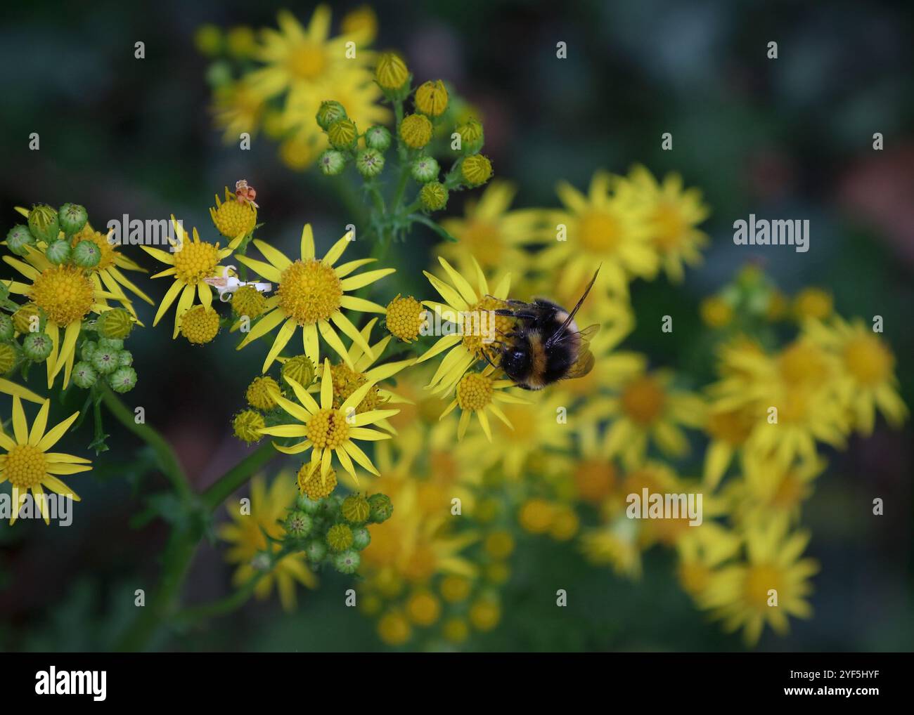 Hummel sitzt auf einer gelben Blume Stockfoto
