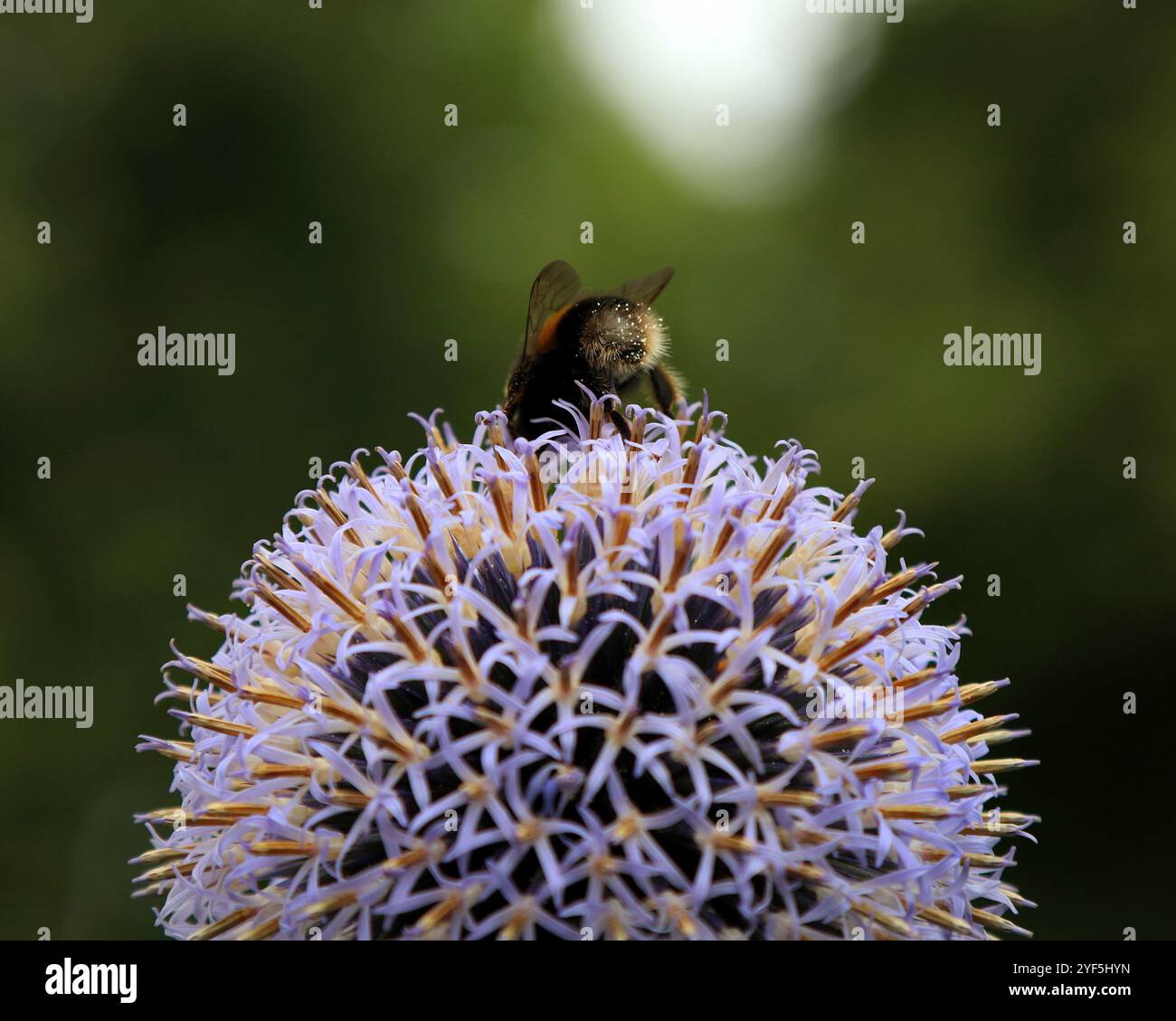 Bienenboden mit Pollen bedeckt Stockfoto