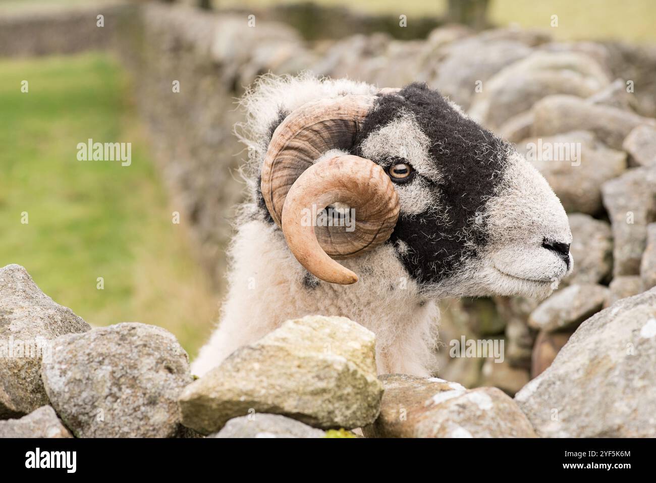 Nahaufnahme des Kopfes und der Hörner eines Swaledale-Schafes. Swaledale Start November 2024. Stockfoto