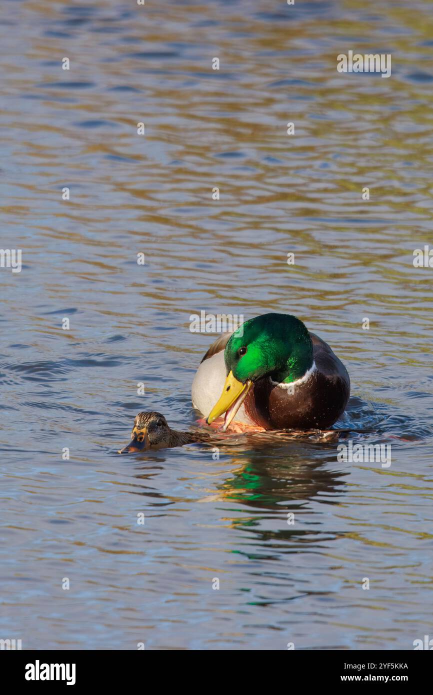 Stockente (Anas Platyrhynchos) Stockfoto