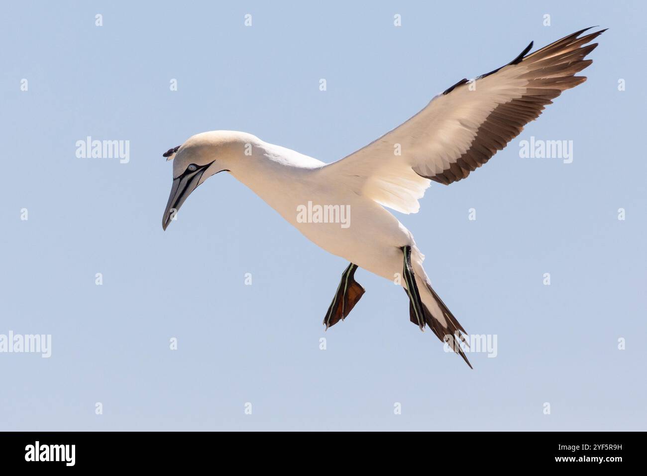 Cape Gannet (Morus capensis) landet in der Brutkolonie Bird Island, Lamberts Bay, Westküste, Südafrika, Sie sind weltweit gefährdet Stockfoto