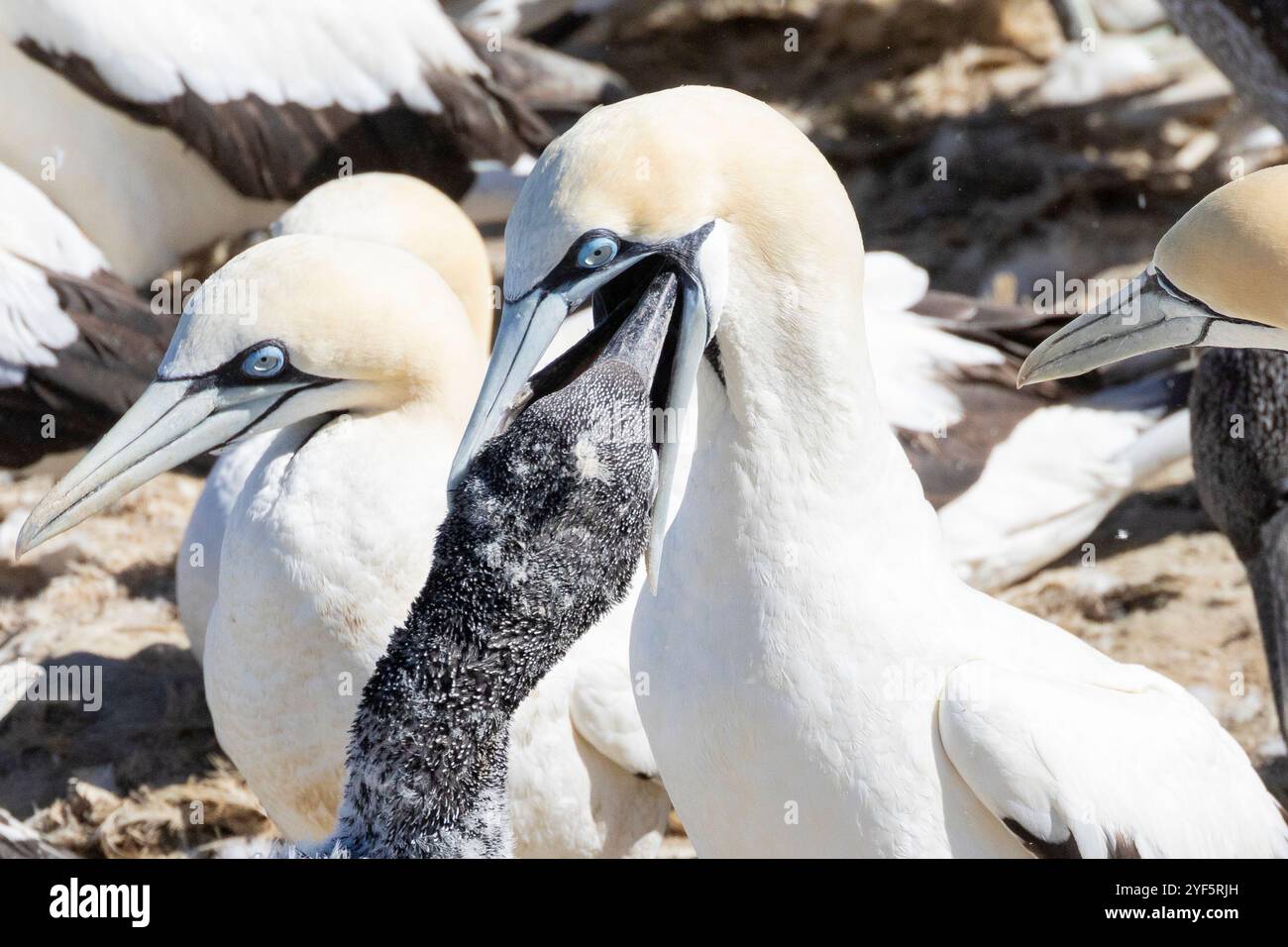 Cape Gannet (Morus capensis) Küken, die von ausgewachsenen Tieren in der Zuchtkolonie Bird Island, Lamberts Bay, Westküste, Südafrika, gefüttert werden; Sie sind weltweit endan Stockfoto