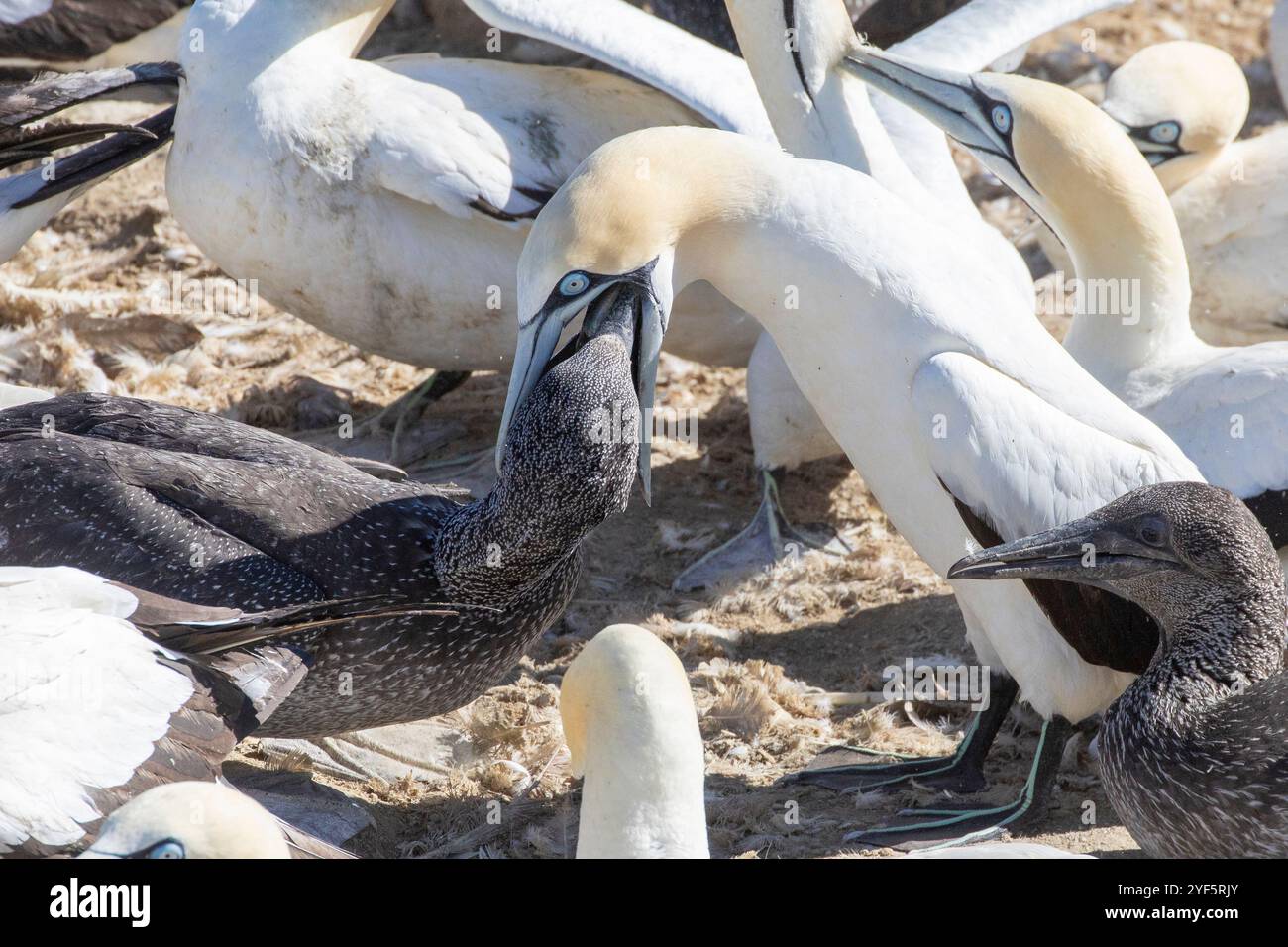 Cape Gannet (Morus capensis) Küken, die von ausgewachsenen Tieren in der Zuchtkolonie Bird Island, Lamberts Bay, Westküste, Südafrika, gefüttert werden; Sie sind weltweit endan Stockfoto