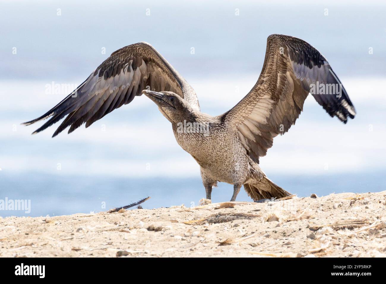 Cape Gannet (Morus capensis), das seine Flügel ausübt, um die Brutkolonie auf Bird Island, Lamberts Bay, West Coast, South A zu stärken Stockfoto