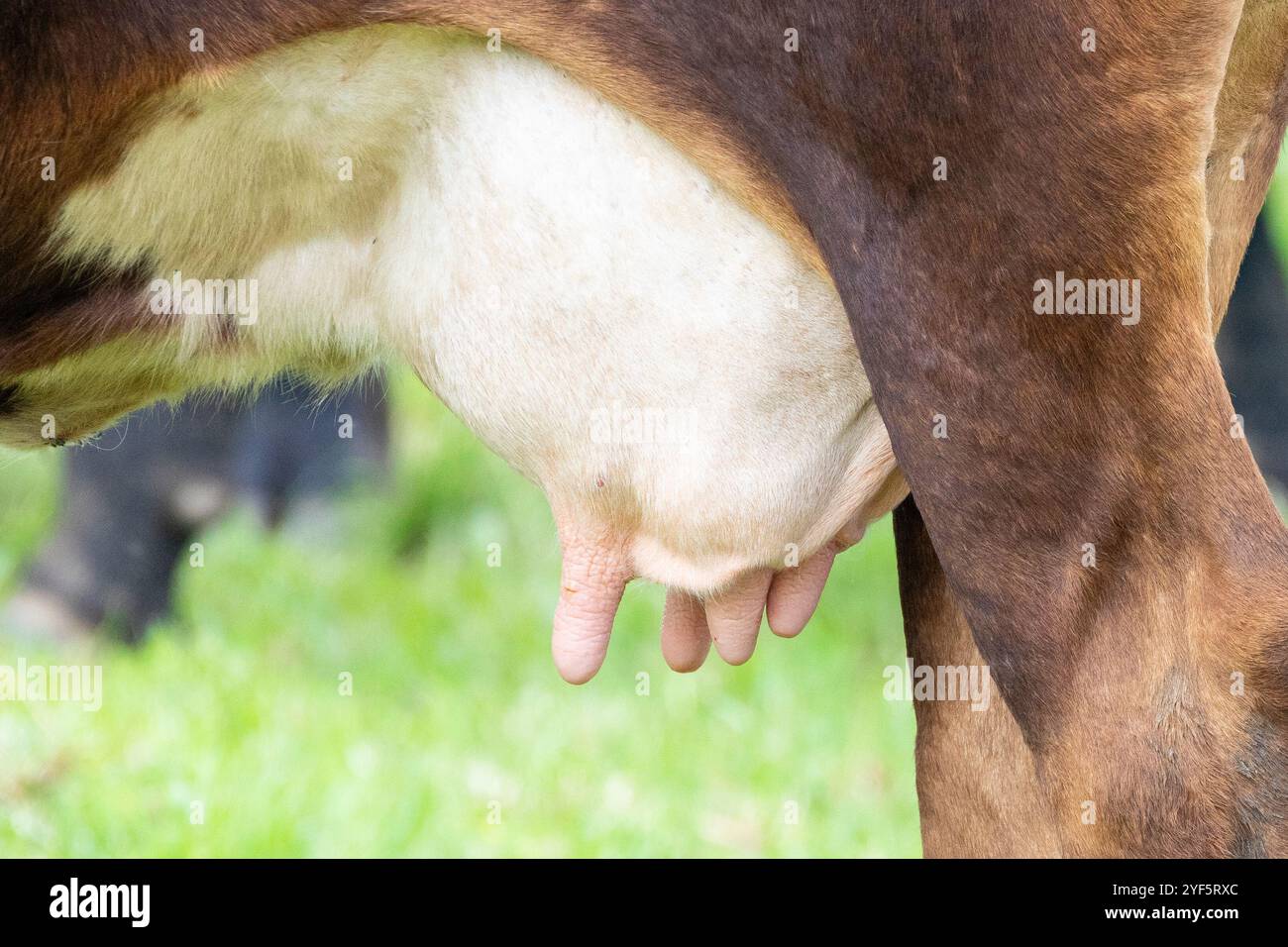 Nahaufnahme des Euters und der Zitzen einer laktierenden Rinderkuh auf einer Weide Stockfoto