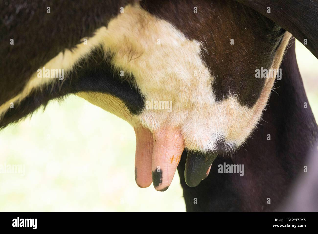 Nahaufnahme des Euters und der Zitzen einer laktierenden Rinderkuh auf einer Weide Stockfoto