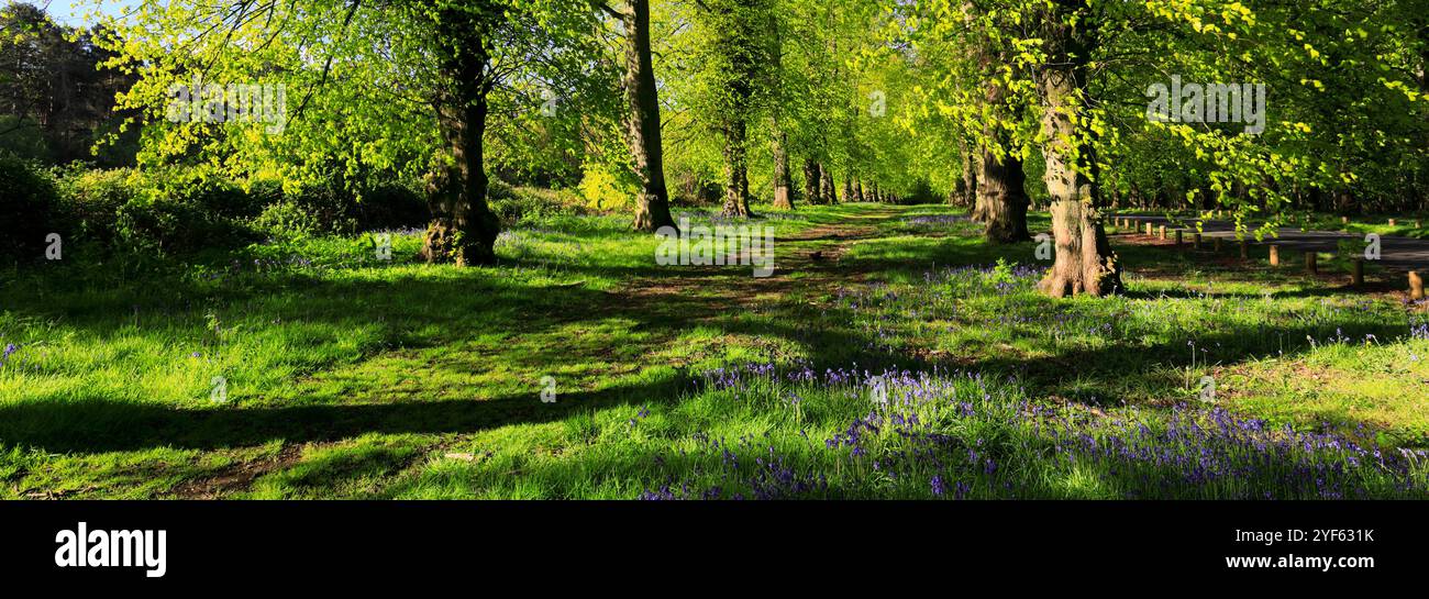 Blick auf den Frühling entlang der Common Lime Tree Avenue und Bluebell Flowers im Clumber Park, Nottinghamshire, England, Großbritannien Stockfoto