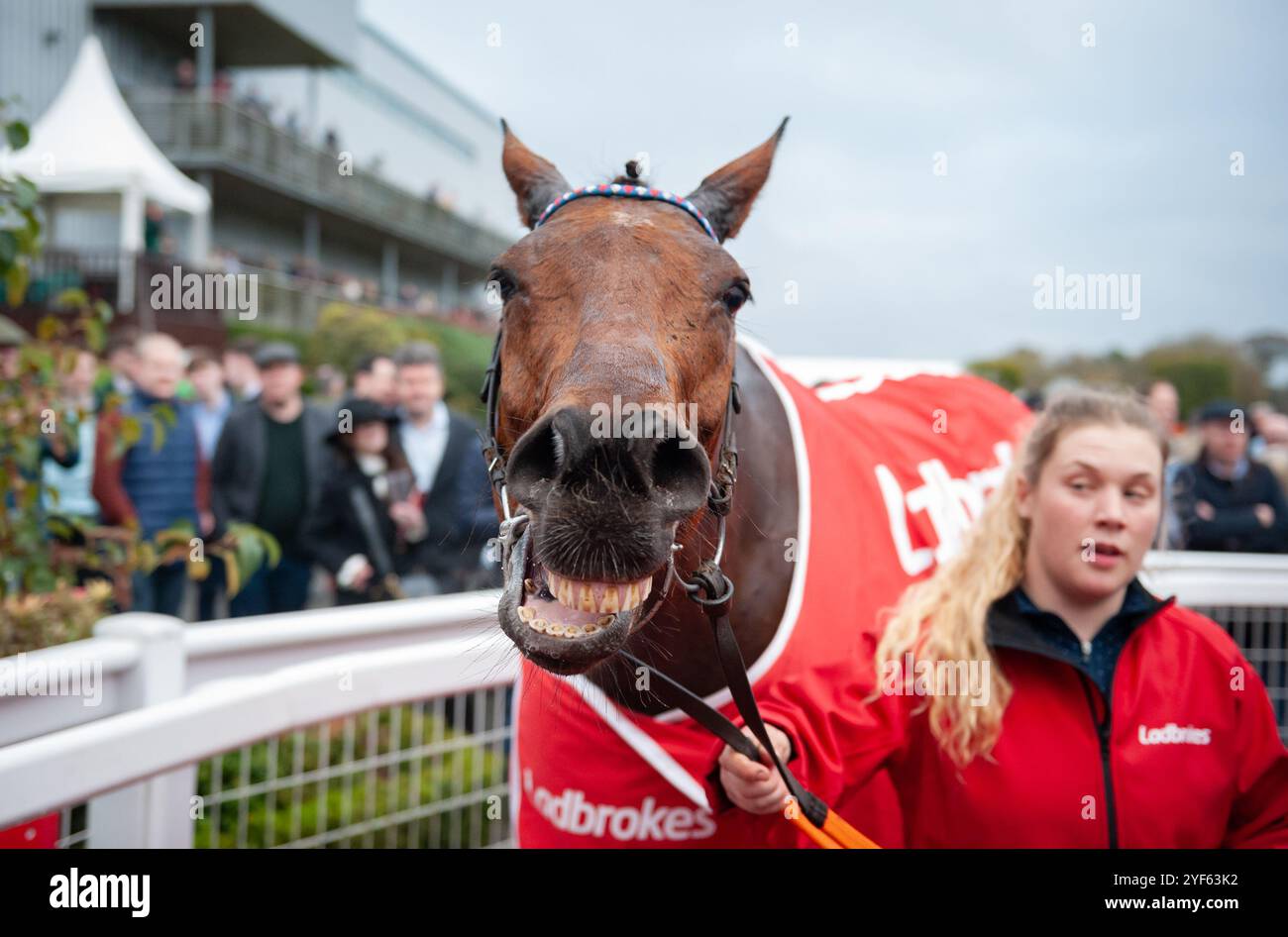 Down Royal, Nordirland. Samstag, 2. November 2024. Envoi Allen und Darragh O’Keefe gewinnen den Ladbrokes Champion Chase für Trainer Henry de Bromhe Stockfoto