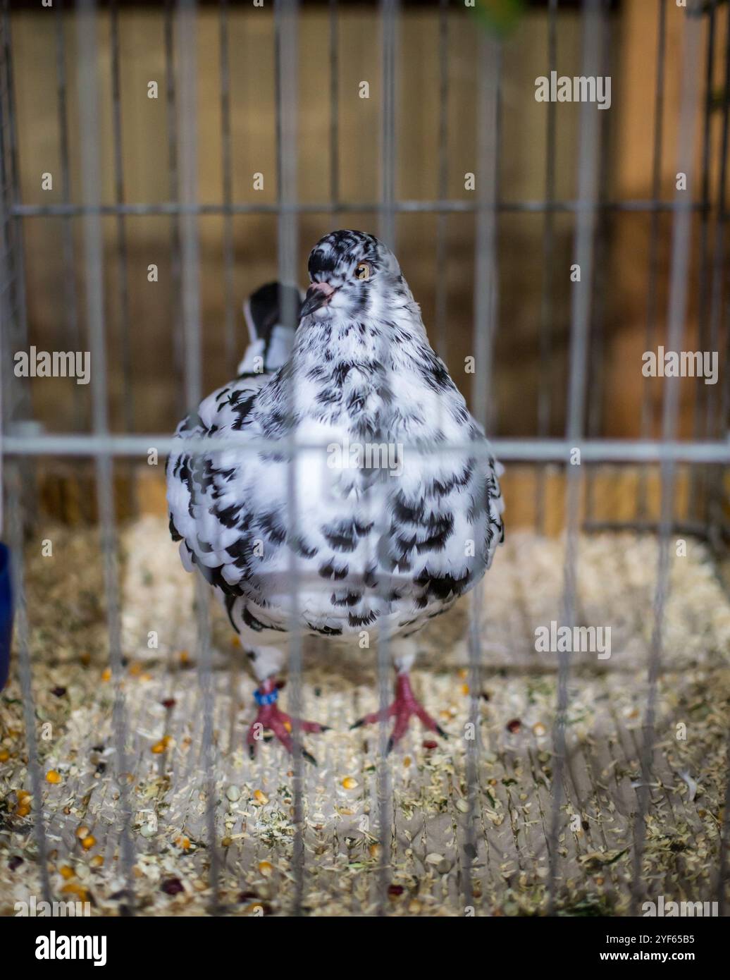 Schwarz-weiße Königstaube auf einer Tierausstellung Stockfoto