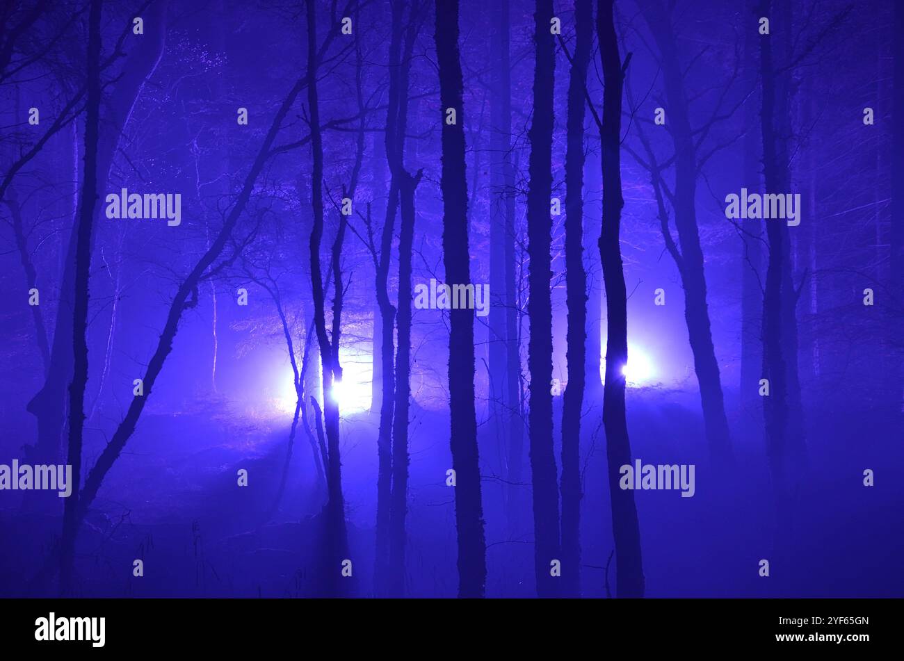 Einige der speziellen Lichteffekte beim Enchanted Forest Event 2024 in Pitlochry, Schottland, Großbritannien. Stockfoto