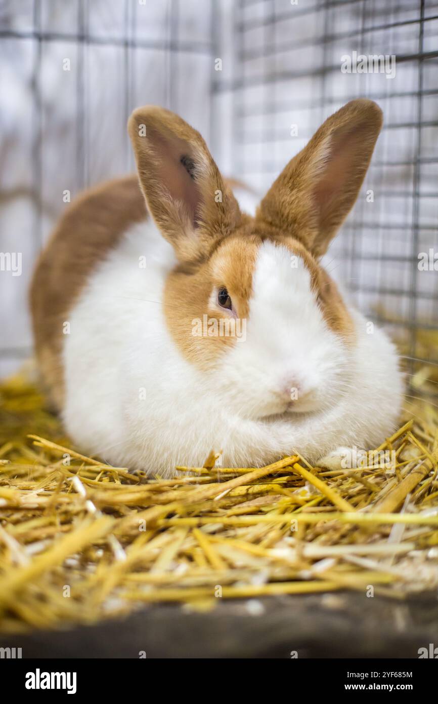 Niederländisches Kaninchen auf einer Tierausstellung Stockfoto