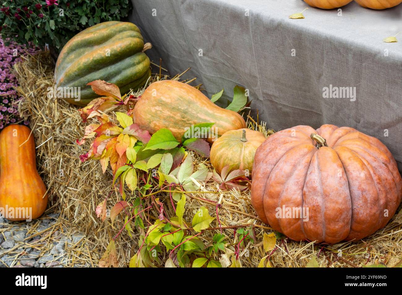 Große mehrfarbige Kürbisse liegen auf Heu. Draufsicht. Stockfoto
