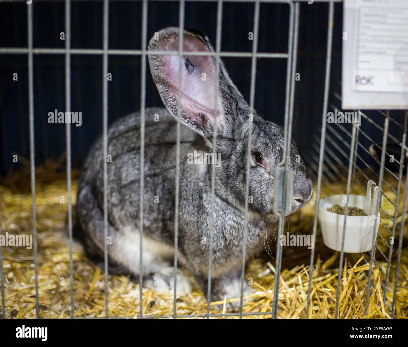 Riesiges graues Kaninchen auf einer Tierausstellung Stockfoto