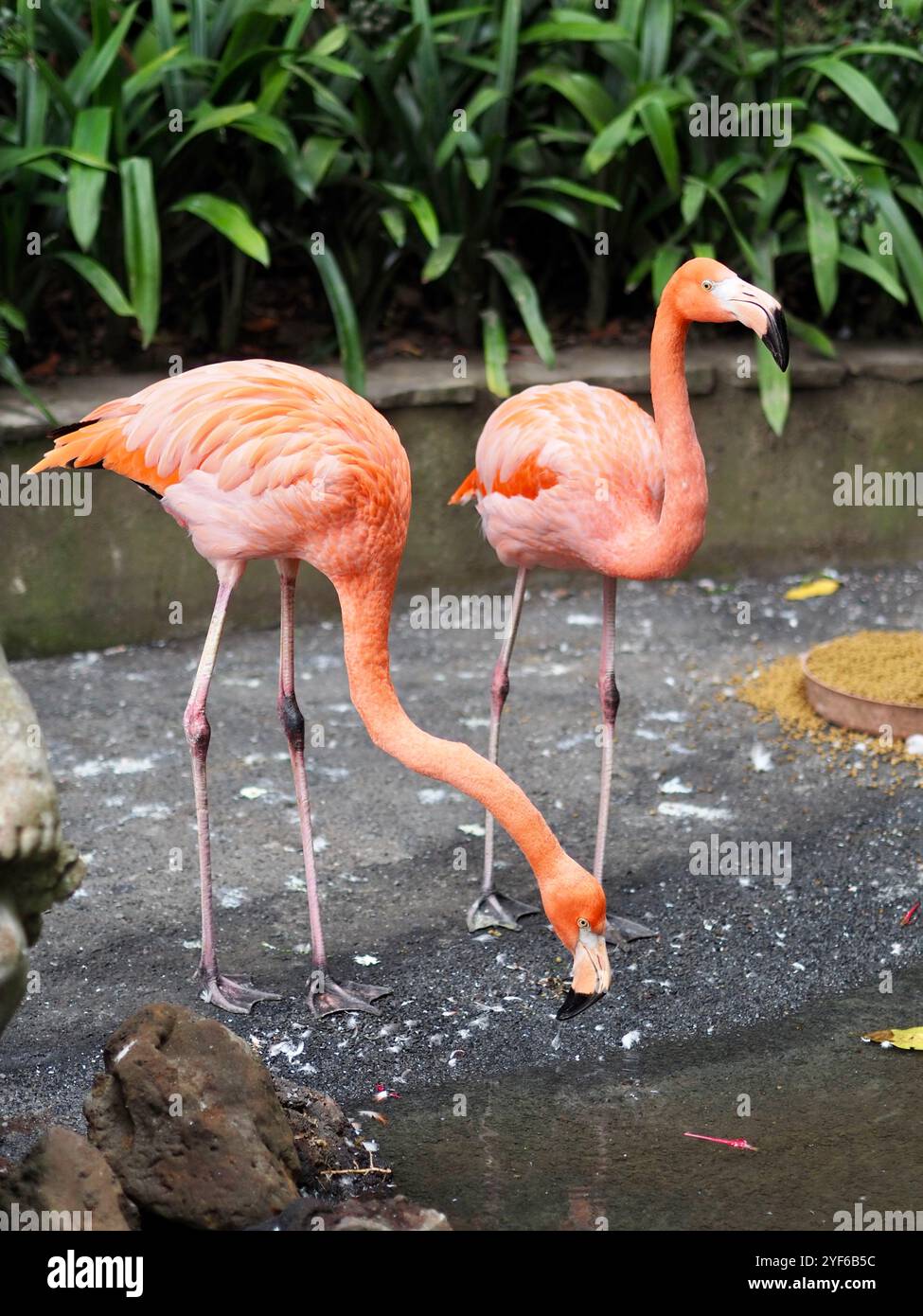 Eine Gruppe von Flamingos steht anmutig vor einer wunderschön dekorierten Fliesenwand und zeigt einen auffälligen Kontrast aus rosa und erdigen Tönen in A Stockfoto