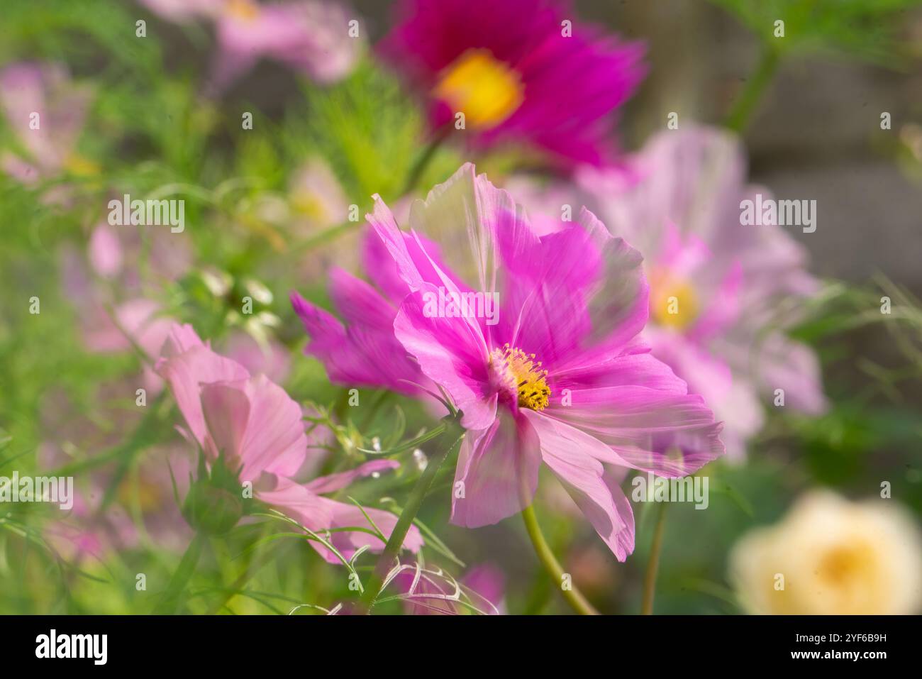 Rosa Cosmos Blumen Stockfoto