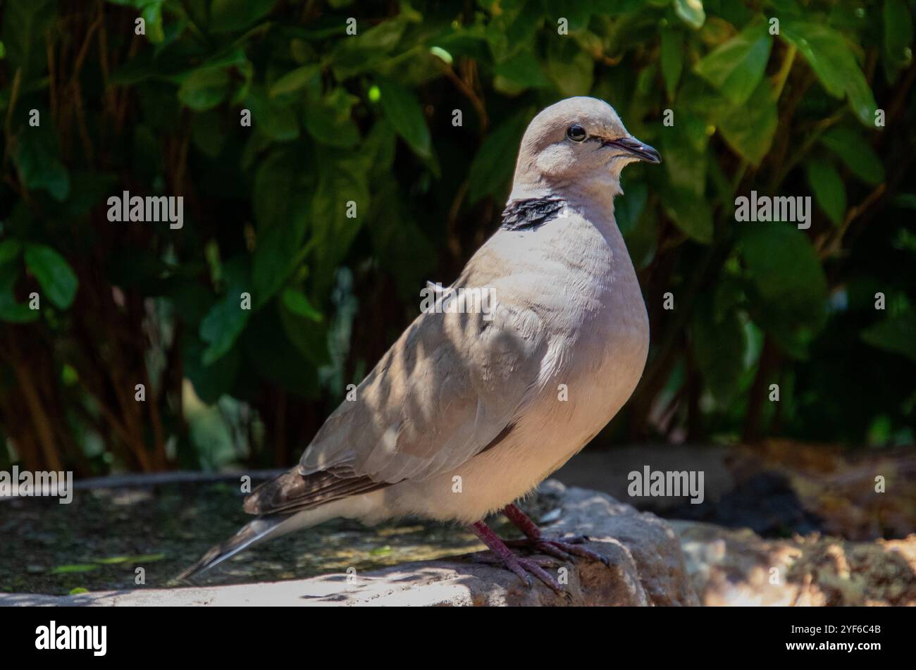 Südafrikanische Gartenvögel - eine Ringhalstaube Stockfoto