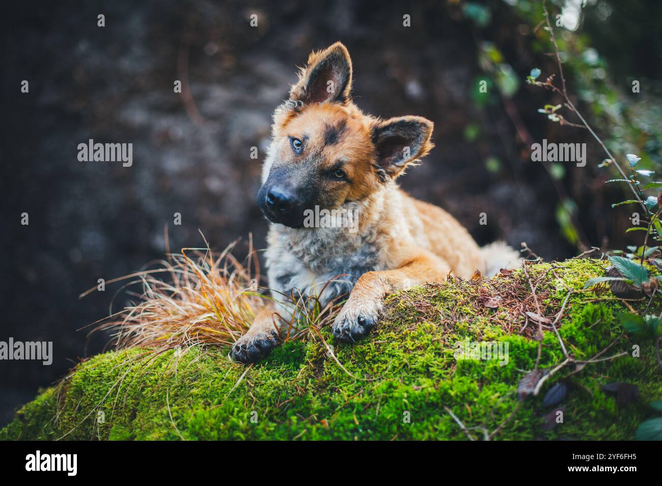 Alter Deutscher Schäferhund (Westerwälder Kuhhhund) Stockfoto