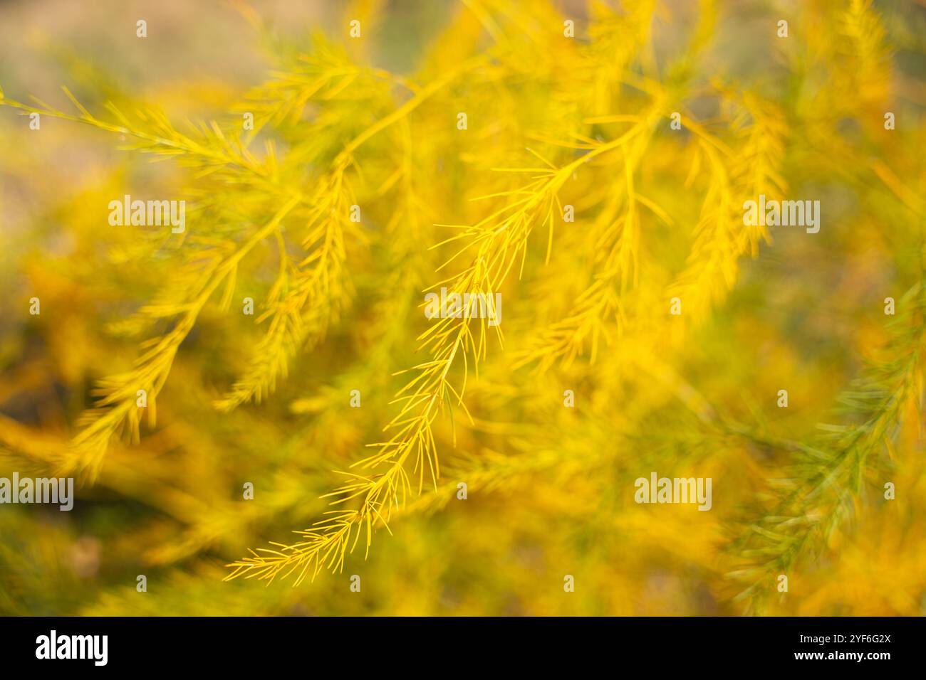 Nahaufnahme einer gelben Pflanze mit vielen Blättern. Die Blätter sind hell und lebendig, was der Pflanze ein lebendiges und energetisches Aussehen verleiht. Stockfoto