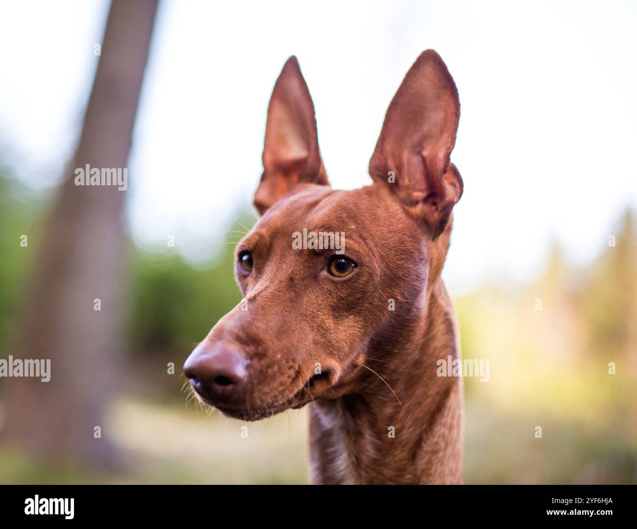 Podenco Canario Stockfoto