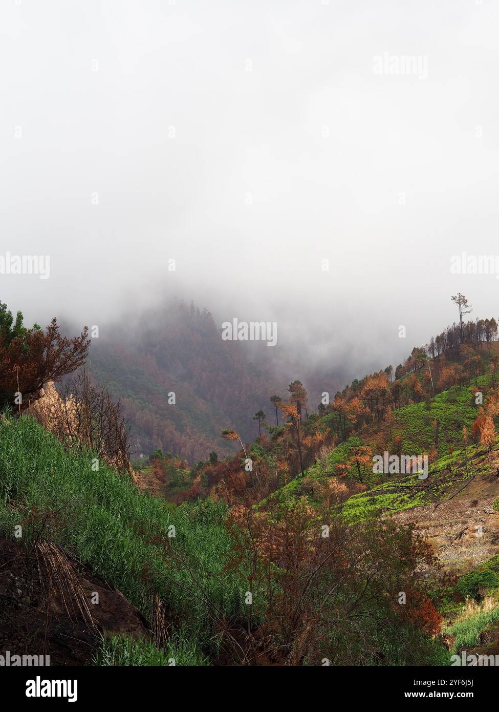 Nebel rollt über Hügel und betont das leuchtende Grün und Braun, wodurch eine ruhige und ruhige Landschaft entsteht, die das friedliche Wesen von undi einfängt Stockfoto