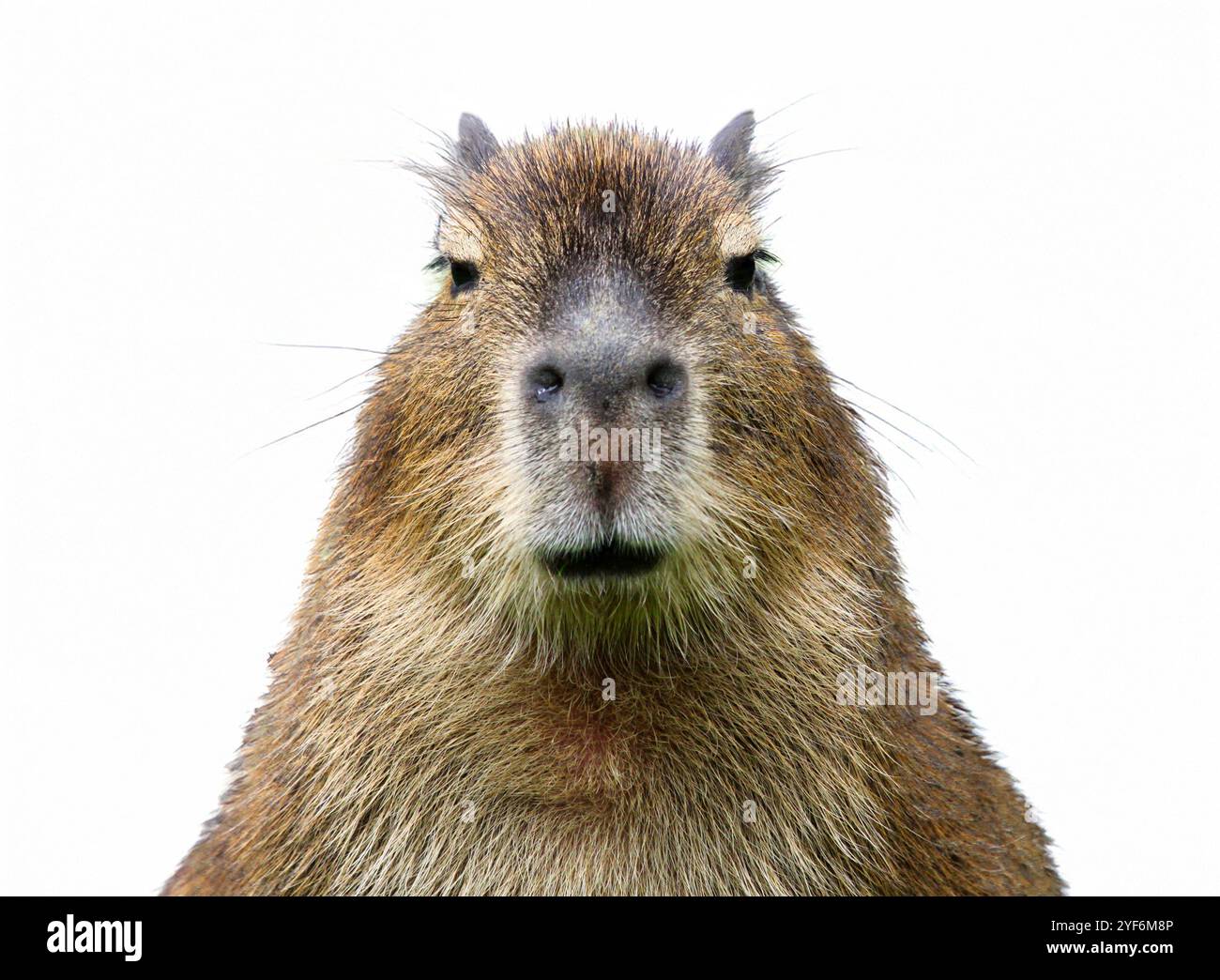 Frontale Nahaufnahme einer jungen Capybara (Hydrochoerus hydrochaeris), isoliert auf weißem Hintergrund Stockfoto