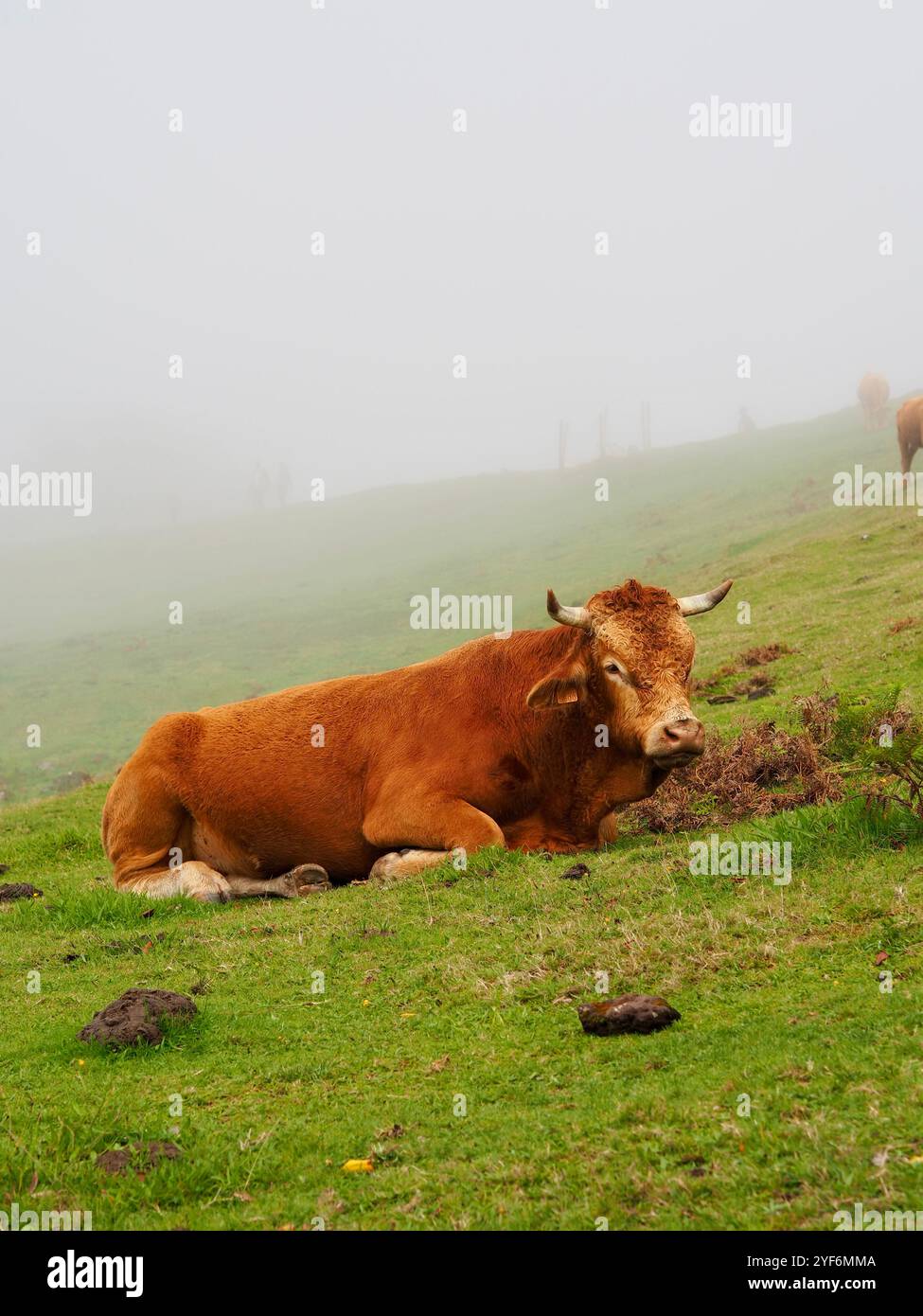 Eine braune Kuh ruht friedlich auf einem üppig grünen Hügel, umgeben von einem nebeligen Ambiente, das der ruhigen Landschaft einen ätherischen Touch verleiht Stockfoto