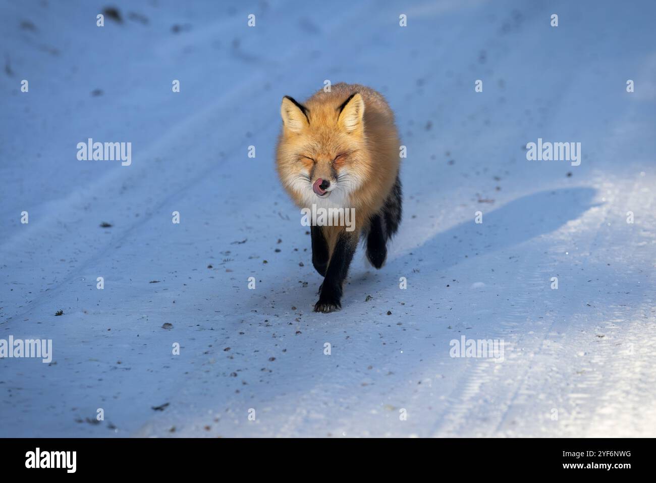 Ein Rotfuchs, der auf einer schneebedeckten Straße trabt, mit dieser Zunge. Stockfoto