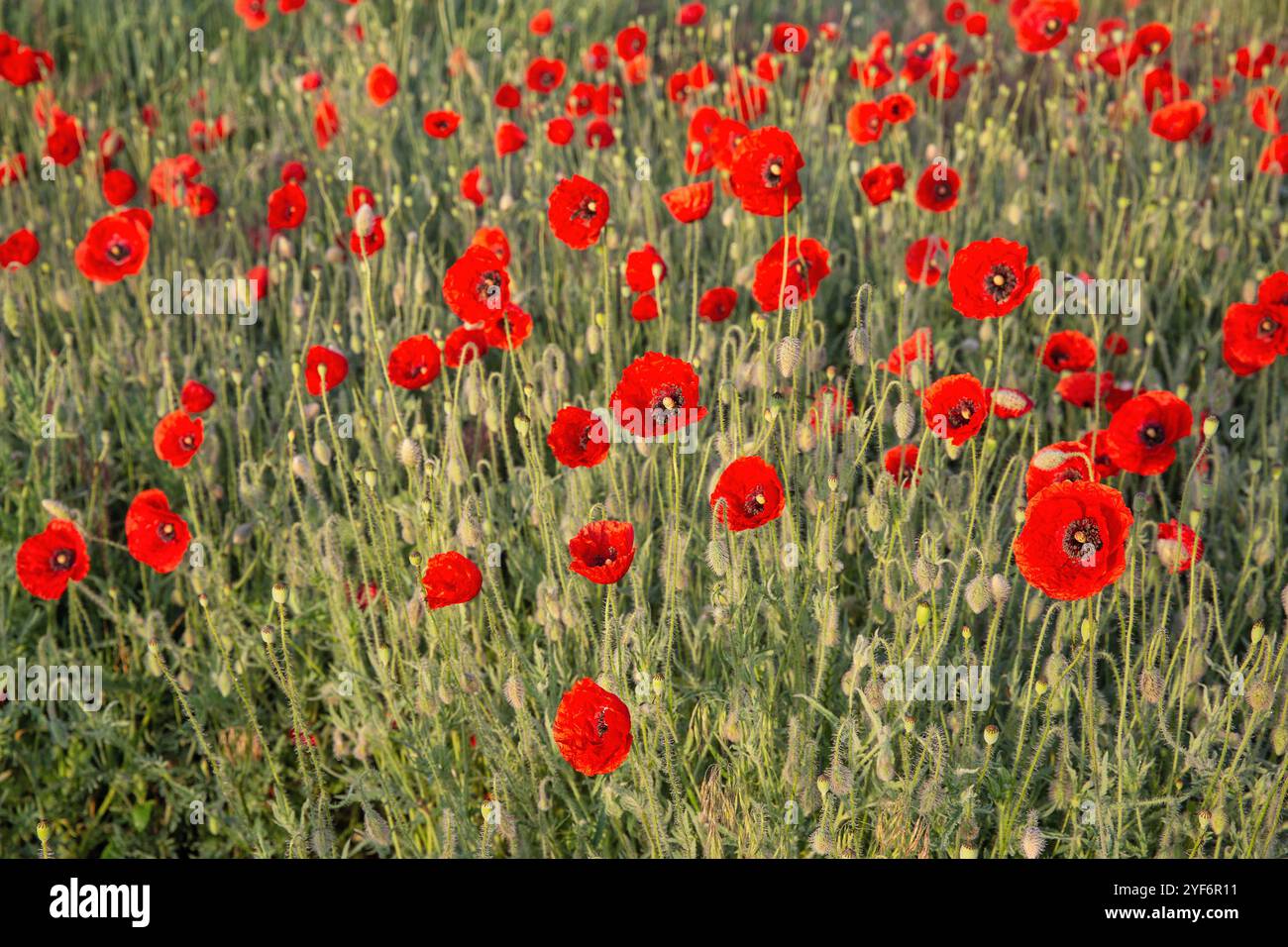 Blühende Mohnblume bei Tagesanbruch Stockfoto