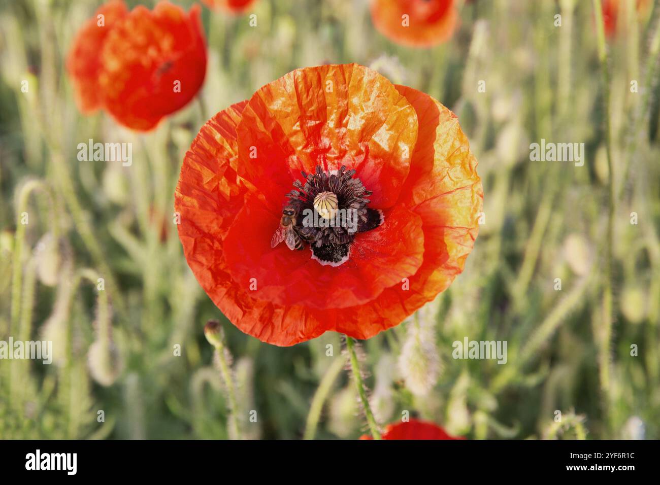 Blühende Mohnblumen mit Bienen bei Tagesanbruch Stockfoto