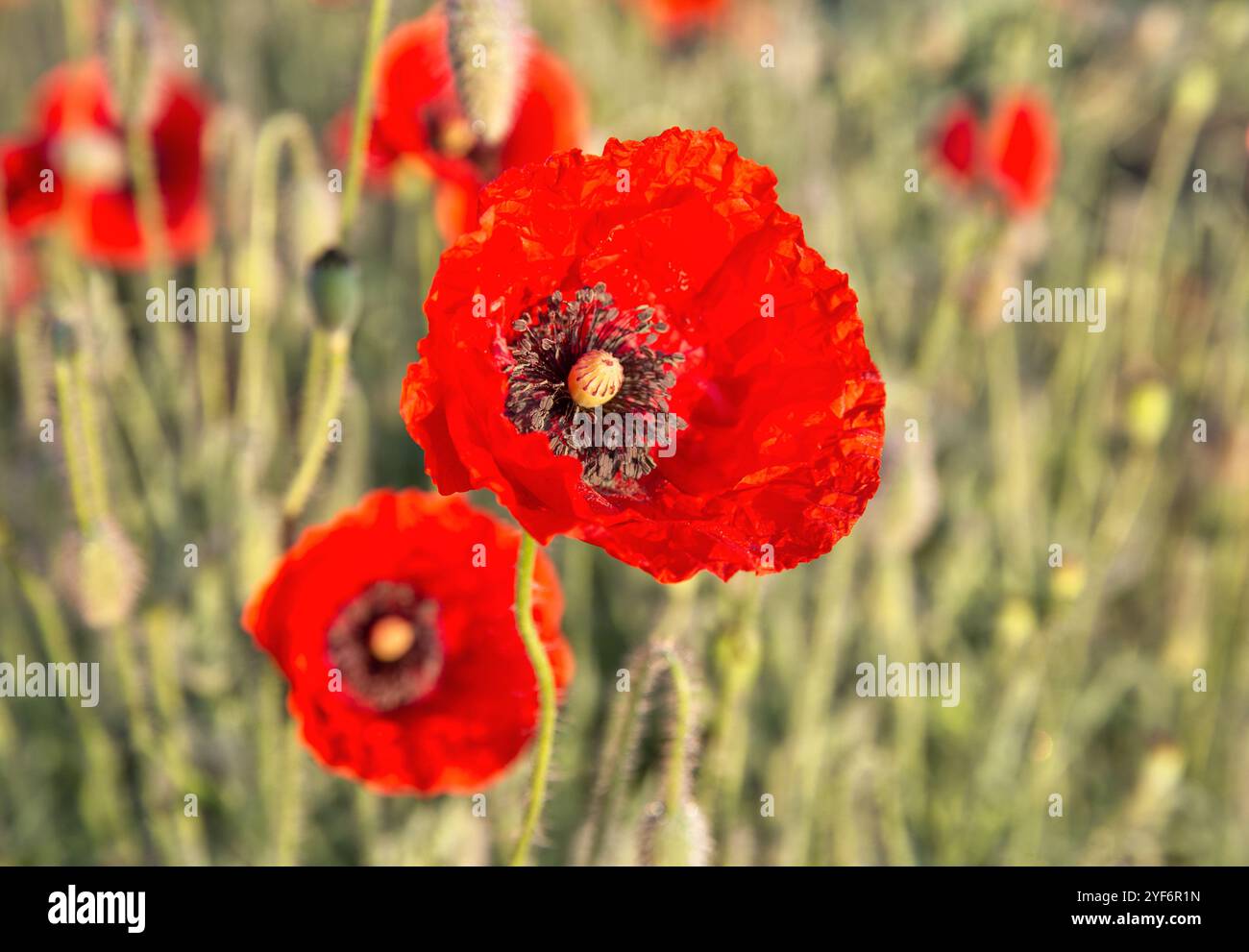 Blühende Mohnblume bei Tagesanbruch Stockfoto
