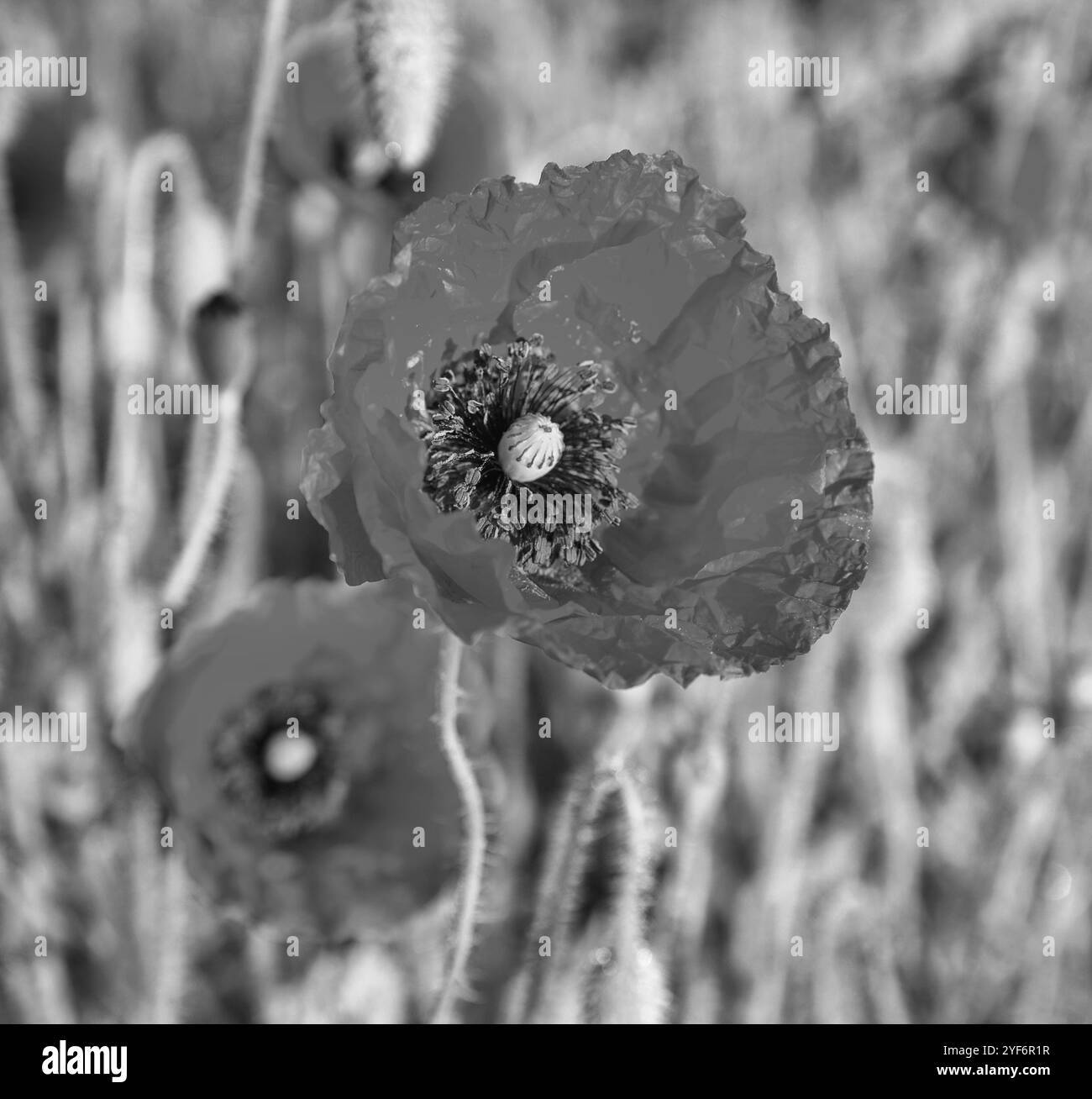 Blühende Mohnblume bei Sonnenaufgang in Schwarz-weiß Stockfoto