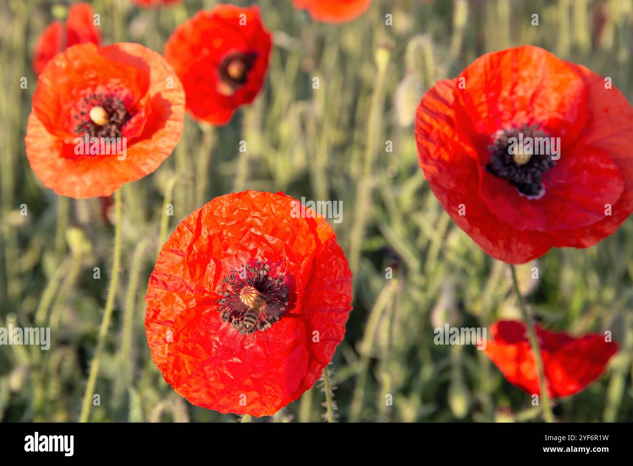 Blühende Mohnblume mit Bienen bei Tagesanbruch Stockfoto