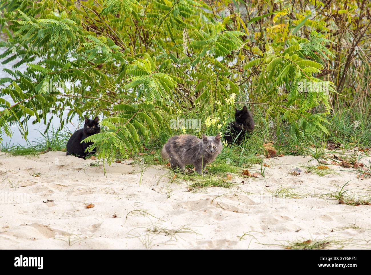 Katzenfamilie mit Kätzchen in den Büschen am Sandstrand Stockfoto