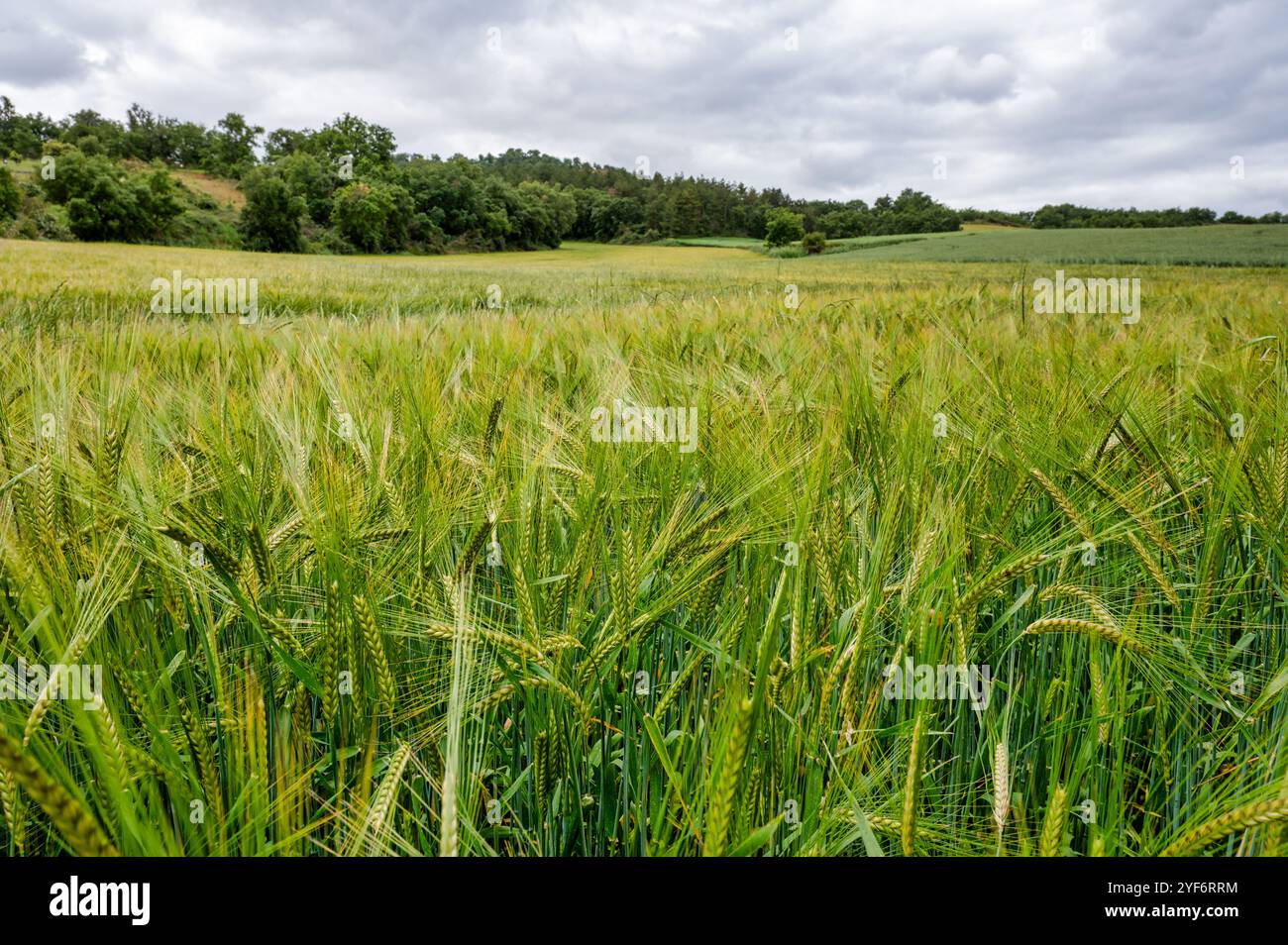 Ein Feld mit grünem Weizen in Nordspanien Stockfoto