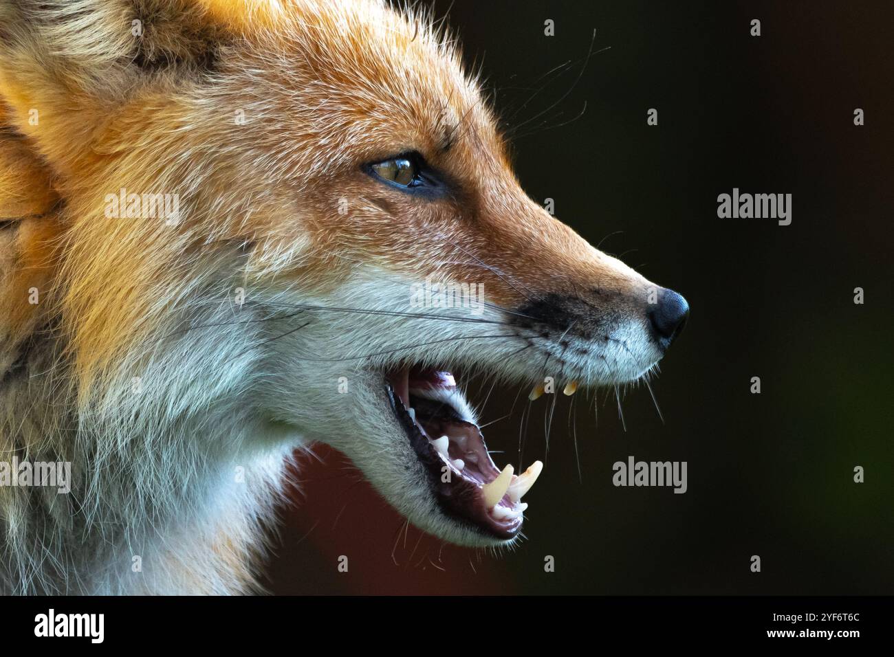 Seitenprofil eines wilden Rotfuchs im Freien mit dunklem Hintergrund und offenem, charasmatischem Mund. Stockfoto