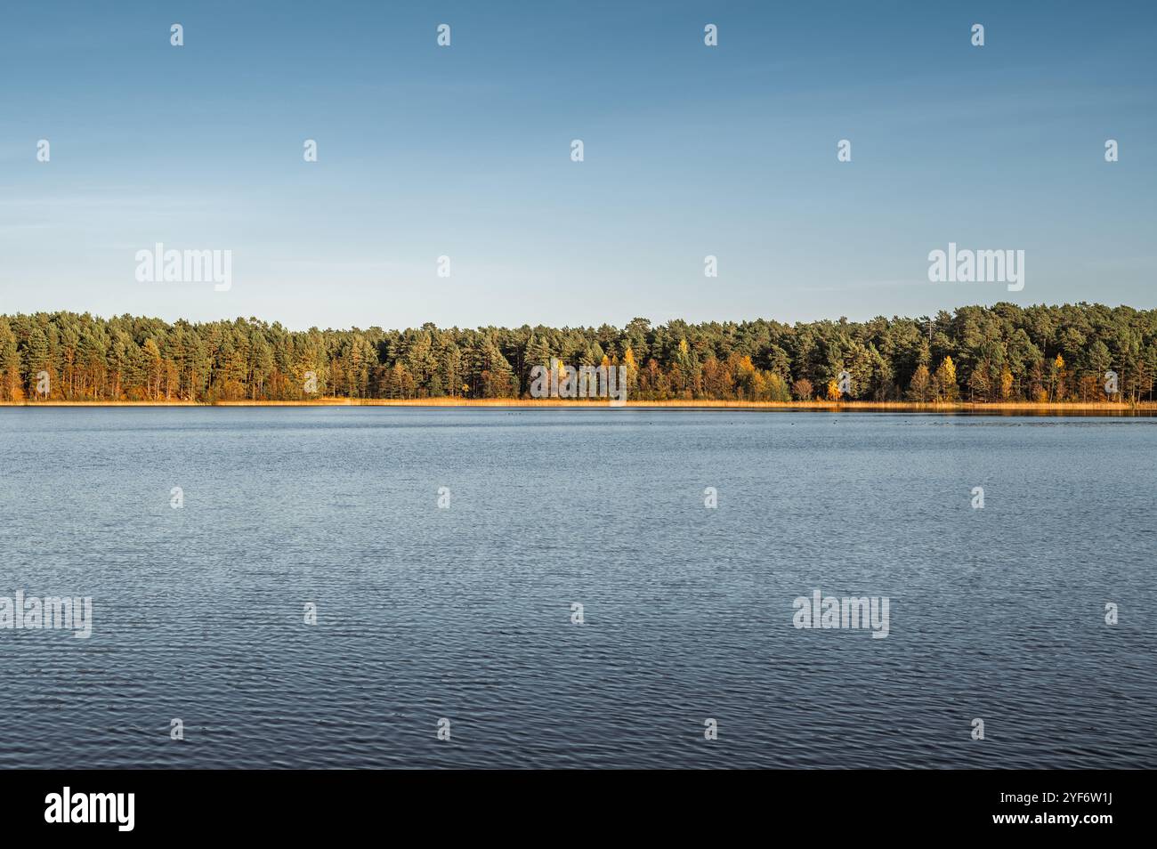 Kleiner Waldsee Ummis in Lilaste, Lettland am sonnigen Herbsttag Stockfoto
