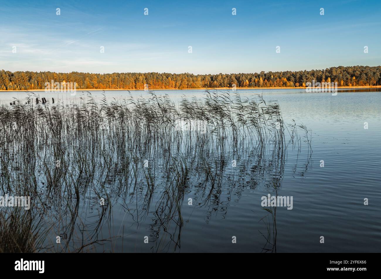 Kleiner Waldsee Ummis in Lilaste, Lettland am sonnigen Herbsttag Stockfoto