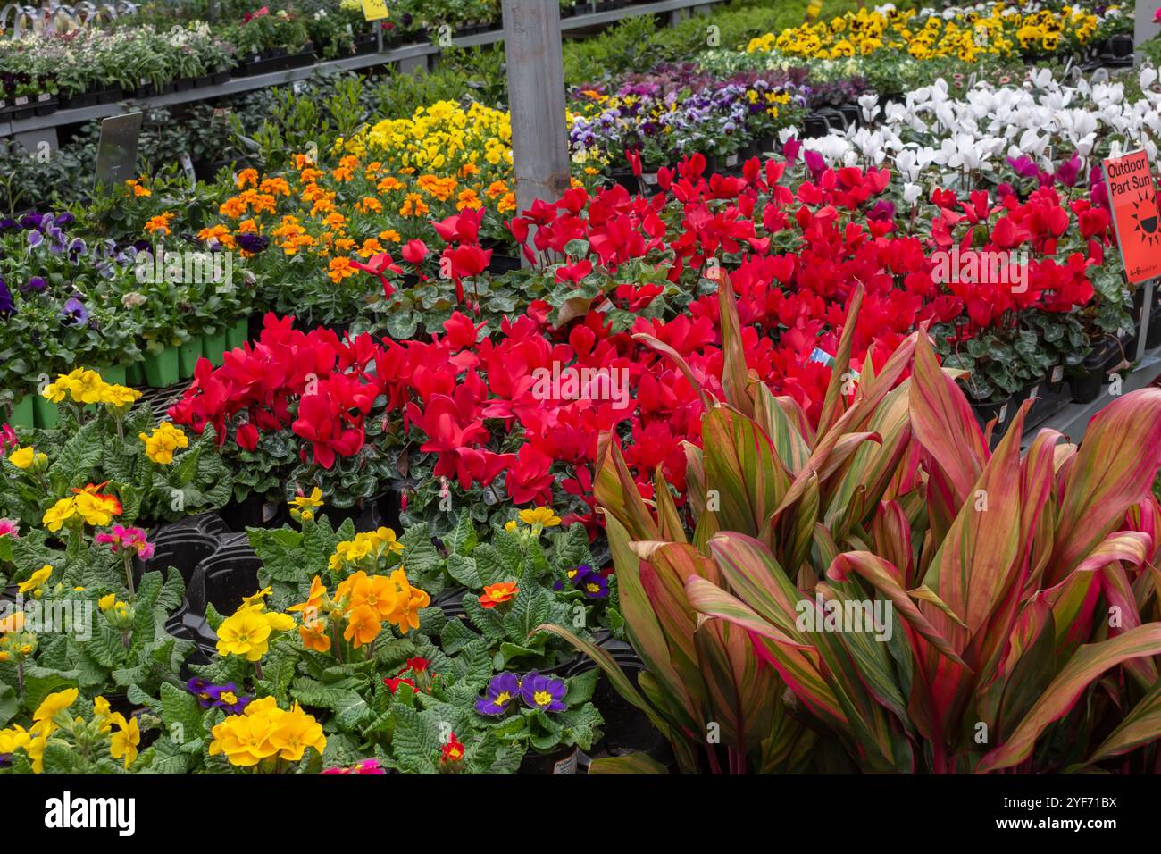 Blick auf eine Auswahl an Blumen, Pflanzen und Sukkulenten zum Verkauf in einem Gartencenter. Stockfoto