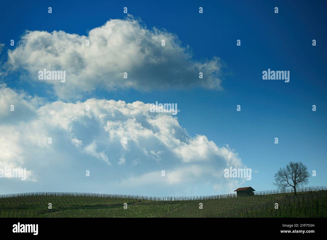 Einsamer Baum und Hütte in einer abgelegenen Landschaft, Alice Bel Colle, Alessandria, Piemont, Italien Stockfoto