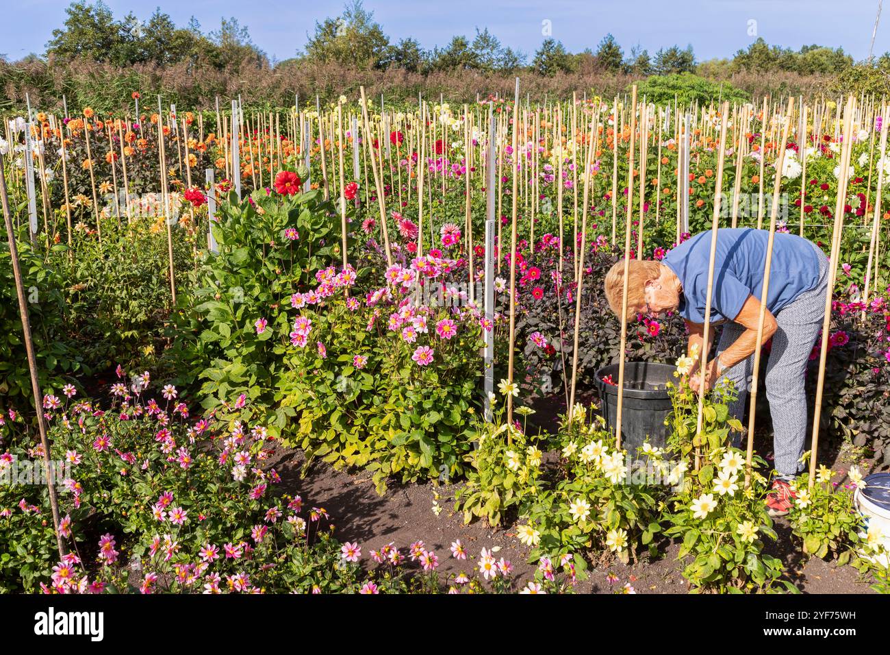 Frau kümmert sich um die bunten blühenden Dahlien in einer Blumenstube. Stockfoto