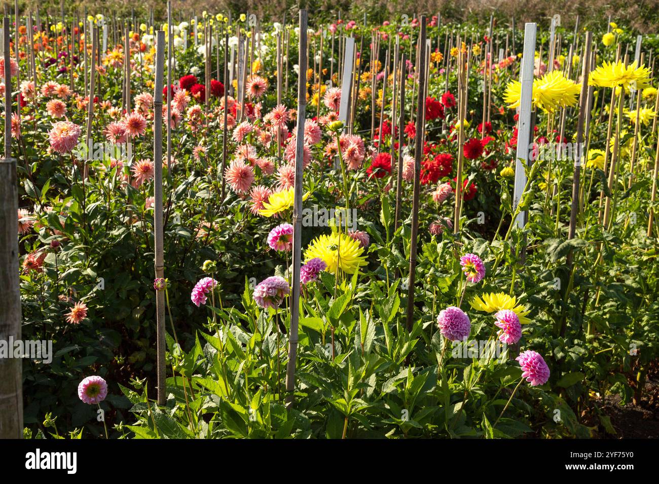 Farbenfroher Dahliengarten in voller Blüte im Herbst in Aalsmeer. Stockfoto